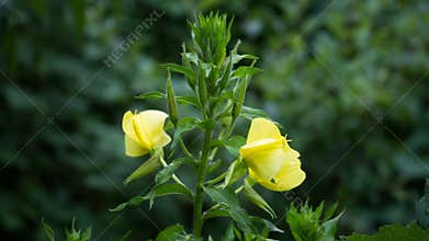 Evening primrose open up her blossom