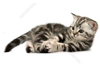 Scottish Straight Cats