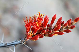 Ocotillo Crimson Bloom