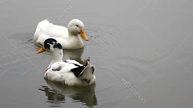 Two ducks