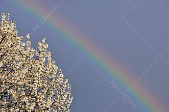 Rainbow cherry tree