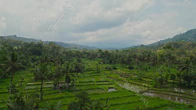 Green Nature Landscape of Rice Fields and Husbandry in Farm Environment at Bali