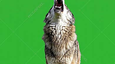 Howling Wolf Isolated on Green Screen Background with Open Mouth in Daylight Showcasing Expression