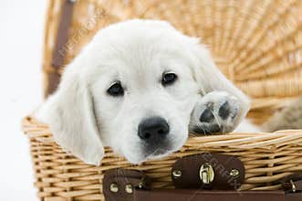 Dog in a basket