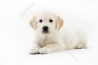 Puppy stay