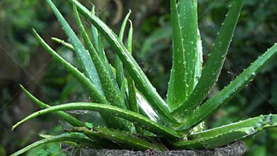 Watering on aloe vera plant in evening time slow motion.