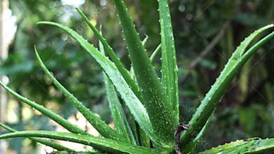 Close-up video of a lush aloe vera plant growing in winter. A indian man watering in aloe vera plant.