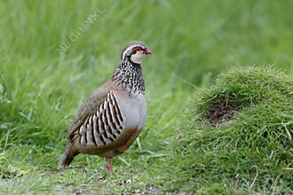 Red-legged partridge, Alectoris rufa