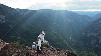 Jack Russell on mountain cliff with sunlight
