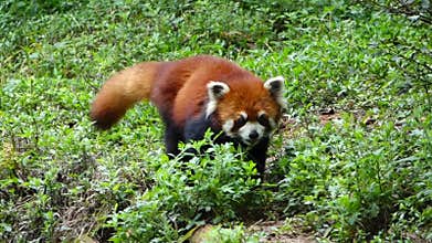 Red panda