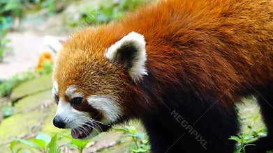 Red panda