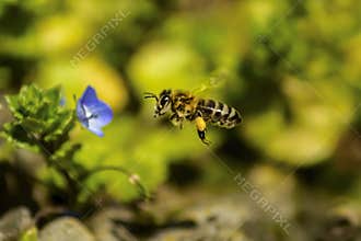 Honey Bee in Flight Visiting Flower (Apis mellifera)