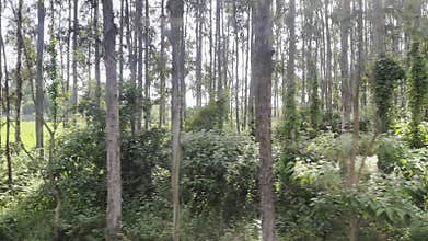 View from a moving train window showing a green forest