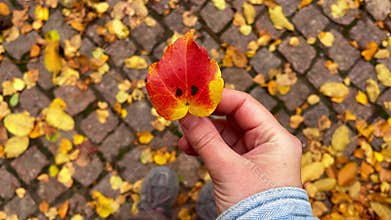 Footage with hand holding colorful autumn leaf with smile pattern — concept for fall mood, happiness, or mindfulness