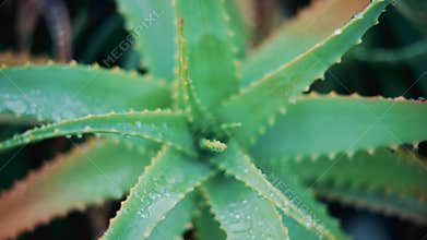 Close up of an aloe vera plant after rai