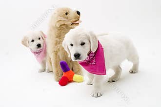 Nice puppies