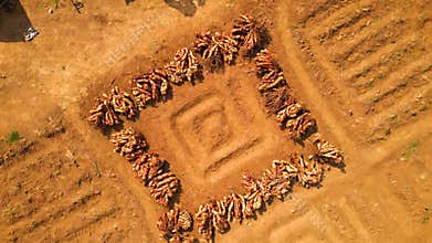 Aerial View Cassava Root Arrangement in Square Pattern on Farmland Brown Soil Harvest Abundance Agricultural Concept