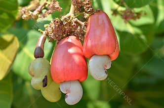 Cashew fruit