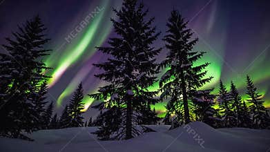 snowy pine forest under aurora glow tall evergreen silhouettes rise from soft snowdrifts as green and purple curtains
