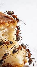 Ant Colony Foraging On Food Surface, An Indepth Study Capturing How Ants Collaboratively Search For And Collect Crumbs