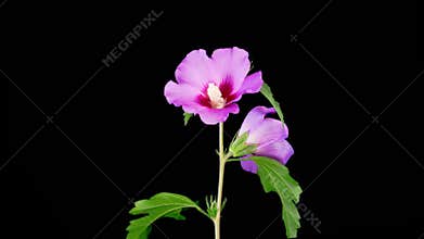 Opening Beautiful Purple Hibiscus Flower