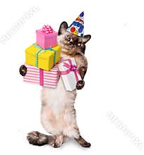 Birthday cat .