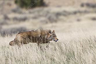 Coyote on hunt