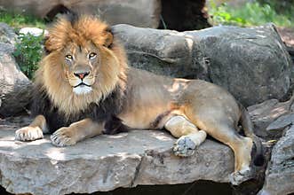 Adult Male Lion