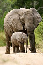 African Elephants