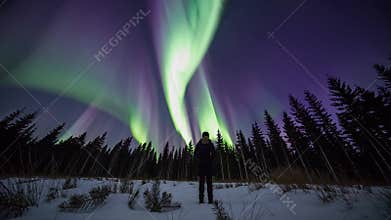 Nighttime forest spectacle, Silent winter woods illuminate vividly, Green and violet lights dance over tranquil trees