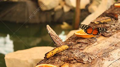 Two butterflies on a banana and orange