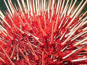 Giant Red Sea Urchin