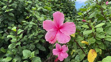 Vibrant Pink Hibiscus Flowers Blooming in a Lush Tropical Garden Setting