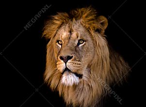 Big african male lion