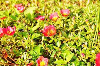 bees are taking nectar from flowers