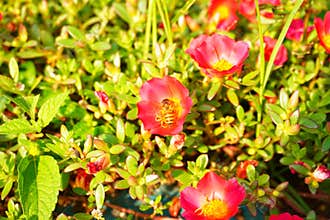 bees are taking nectar from flowers