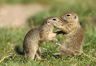 Ground squirrel fighting