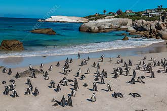 Penguins in Boulders Beach South Africa