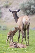 Newborn learning to stand