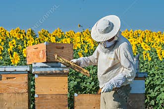 Beekeeper working