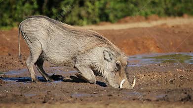Warthog drinking water