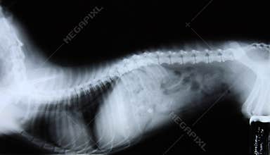 Dog x-ray
