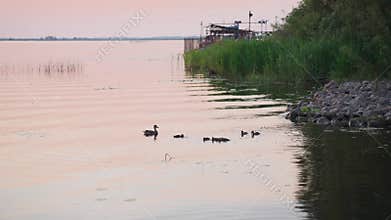 Ducks swim on the river bank at sunset