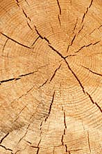 Old Tree Cross Section