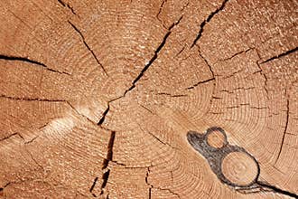 Old Tree Cross Section