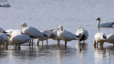 Snow geese in the shallows at Sacramento NWR