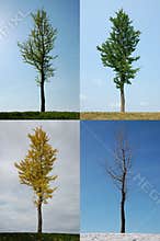 Four seasons
