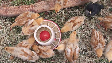 Chicks gather around feeder in farmyard during searching for food socializing
