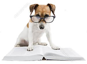 Smart dog reading book