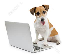Computer dog